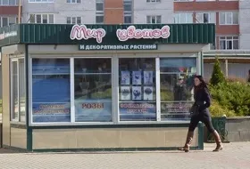 Кипарисовик мікс (коніферен) - КПУП «могілевзеленстрой» (кипарисовик мікс коніферен хвойне дерево чагарник) Кипарисовик мікс (коніферен) - КПУП «могілевзеленстрой»