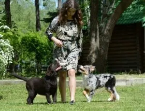 Кінологічний клуб Бальт дресирування і виховання собак (дресирування і виховання собак) Кінологічний клуб Бальт дресирування і виховання собак