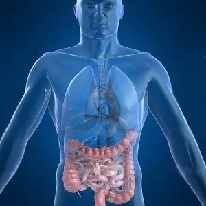 Ківі властивості, користь і функції в організмі, food and health (ківі) Ківі властивості, користь і функції в організмі, food and health