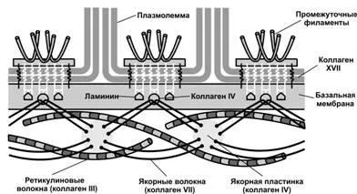 Кератиноцити різних шарів епідермісу