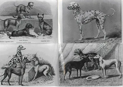 Китайська чубата собака - опис, характер і фото породи (китайська) Китайська чубата собака - опис, характер і фото породи