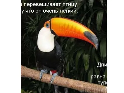 Дзьоб не переважує птицю, тому що він дуже легкий - презентація 504-5 (що) Дзьоб не переважує птицю, тому що він дуже легкий - презентація 504-5