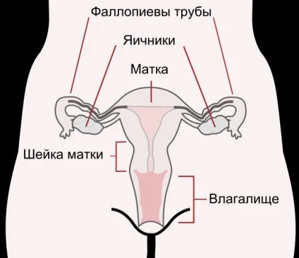 Кіста шийки матки що це таке, фото патології (кіста) Кіста шийки матки що це таке, фото патології