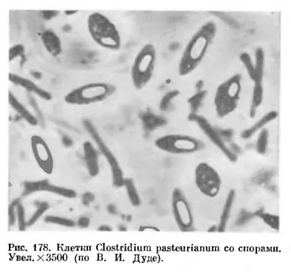 Клострідіум (clostridium) - це