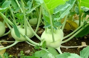 Кольрабі вирощування і догляд за капустою, сад, город (вирощування) Кольрабі вирощування і догляд за капустою, сад, город