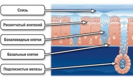 Коли можна гуляти з дитиною після хвороби (дитиною) Коли можна гуляти з дитиною після хвороби