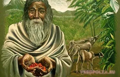 Кава користь і шкода