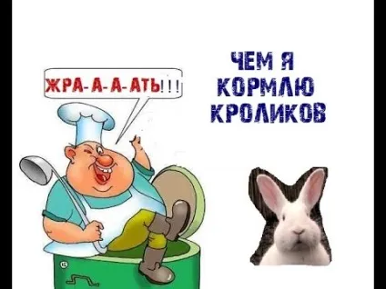 Комбікорм для кроликів склад, який краще і чи можна давати, приготування в домашніх умовах (склад) Комбікорм для кроликів склад, який краще і чи можна давати, приготування в домашніх умовах