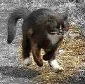 Кішки, народжені в рік кота, характер - все про котів і кішок з любов'ю (як визначити характер кішки за гороскопом) Кішки, народжені в рік кота, характер - все про котів і кішок з любов'ю