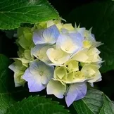 Кот, який нікому не потрібен і потрібен всім (домашні тварини) Кот, який нікому не потрібен і потрібен усім
