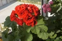 Королівська герань (50 фото) догляд і розмноження, що для пишного цвітіння, царська пеларгонія, (королівська) Королівська герань (50 фото) догляд і розмноження, що для пишного цвітіння, царська пеларгонія,