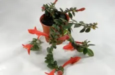 Кордилина догляд в домашніх умовах, розмноження квітки (умовах) Кордилина догляд в домашніх умовах, розмноження квітки