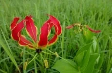 Кордилина догляд в домашніх умовах, розмноження квітки (кордилина) Кордилина догляд в домашніх умовах, розмноження квітки