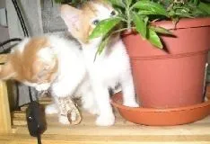 Кішки, народжені в рік кота, характер - все про котів і кішок з любов'ю (народжені) Кішки, народжені в рік кота, характер - все про котів і кішок з любов'ю