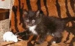 Кішки, народжені в рік кота, характер - все про котів і кішок з любов'ю (знаки зодіаку і характер кішки) Кішки, народжені в рік кота, характер - все про котів і кішок з любов'ю