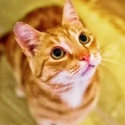 Кішки, народжені в рік кота, характер - все про котів і кішок з любов'ю (характер) Кішки, народжені в рік кота, характер - все про котів і кішок з любов'ю