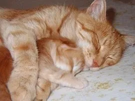 Кішки, народжені в рік кота, характер - все про котів і кішок з любов'ю (народжені) Кішки, народжені в рік кота, характер - все про котів і кішок з любов'ю