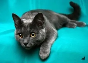Короткошерсті породи кішок найбільш поширені види (короткошерсті) Короткошерсті породи кішок найбільш поширені види