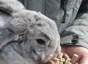 Годування кроликів комбікормом - основи організації харчування (основи) Годування кроликів комбікормом - основи організації харчування