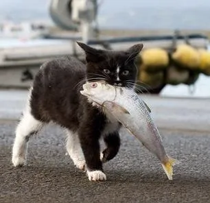 Котячий острів в Японії - нявкаючий рай зі своїми проблемами (острів кішок Японії) Котячий острів в Японії - нявкаючий рай зі своїми проблемами