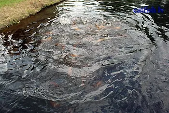 Годування форелі, сільське господарство, бізнес (водорослевая- сінна обрат) Годування форелі, сільське господарство, бізнес