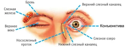 Кон'юнктива ока будова, функції, захворювання (очі) Кон'юнктива ока будова, функції, захворювання