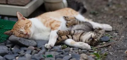 Котячий острів в Японії - нявкаючий рай зі своїми проблемами (котячий) Котячий острів в Японії - нявкаючий рай зі своїми проблемами