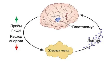 Контроль рівня лептину чим нагодувати гормон ситості (гормон) Контроль рівня лептину чим нагодувати гормон ситості