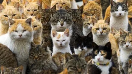 Котячий острів в Японії - нявкаючий рай зі своїми проблемами (котячий) Котячий острів в Японії - нявкаючий рай зі своїми проблемами