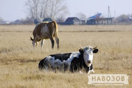 Коров'ячий гній як добриво