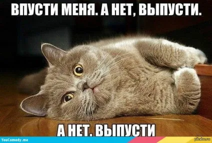 Коти і двері