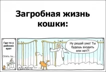 Коти і двері