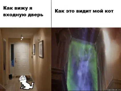Коти і двері