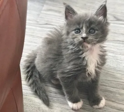 Кошеня мейн-кун в 1 місяць - як виглядає, фото, чим годувати і вага (фото) Кошеня мейн-кун в 1 місяць - як виглядає, фото, чим годувати і вага