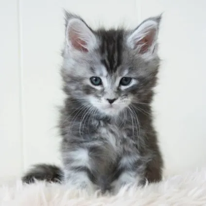 Кошеня мейн-кун в 1 місяць - як виглядає, фото, чим годувати і вага (фото) Кошеня мейн-кун в 1 місяць - як виглядає, фото, чим годувати і вага