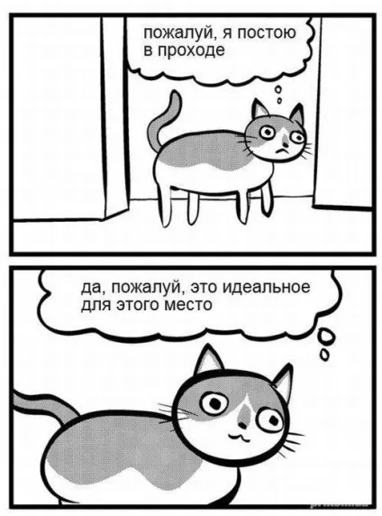 Коти і двері