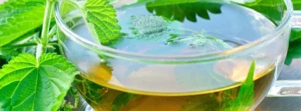 Кропива при місячних як пити (хвощ польовий пастуша) Кропива при місячних як пити