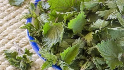Кропива при місячних як пити (кропива) Кропива при місячних як пити