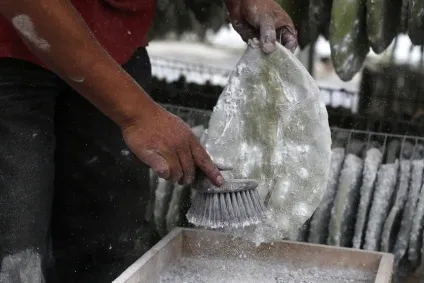 Барвник кармін і жучки кошеніль, наука і життя (жучки) Барвник кармін і жучки кошеніль, наука і життя