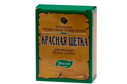 Червона щітка при мастопатії рослина для жіночого здоров'я (мастопатії) Червона щітка при мастопатії рослина для жіночого здоров'я