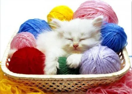 Котошапка спицями опис і схеми для початківців (опис) Котошапка спицями опис і схеми для початківців