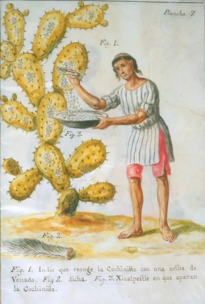 Барвник кармін і жучки кошеніль, наука і життя (кошеніль) Барвник кармін і жучки кошеніль, наука і життя