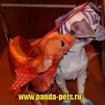 Креативне фарбування вовни собак, зоосалон панда (вовни) Креативне фарбування вовни собак, зоосалон панда