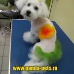 Креативне фарбування вовни собак, зоосалон панда (салон краси для собак) Креативне фарбування вовни собак, зоосалон панда