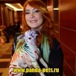 Креативне фарбування вовни собак, зоосалон панда (стрижка собак на дому) Креативне фарбування вовни собак, зоосалон панда