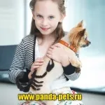 Креативне фарбування вовни собак, зоосалон панда (вовни) Креативне фарбування вовни собак, зоосалон панда