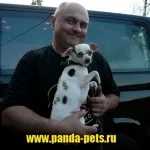 Креативне фарбування вовни собак, зоосалон панда (стріжкас ОБАК в пушкино) Креативне фарбування вовни собак, зоосалон панда
