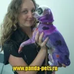 Креативне фарбування вовни собак, зоосалон панда (креативне) Креативне фарбування вовни собак, зоосалон панда