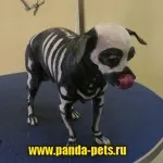 Креативне фарбування вовни собак, зоосалон панда (салон для собак) Креативне фарбування вовни собак, зоосалон панда