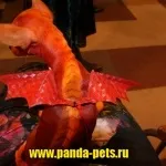 Креативне фарбування вовни собак, зоосалон панда (стрижка пуделя) Креативне фарбування вовни собак, зоосалон панда